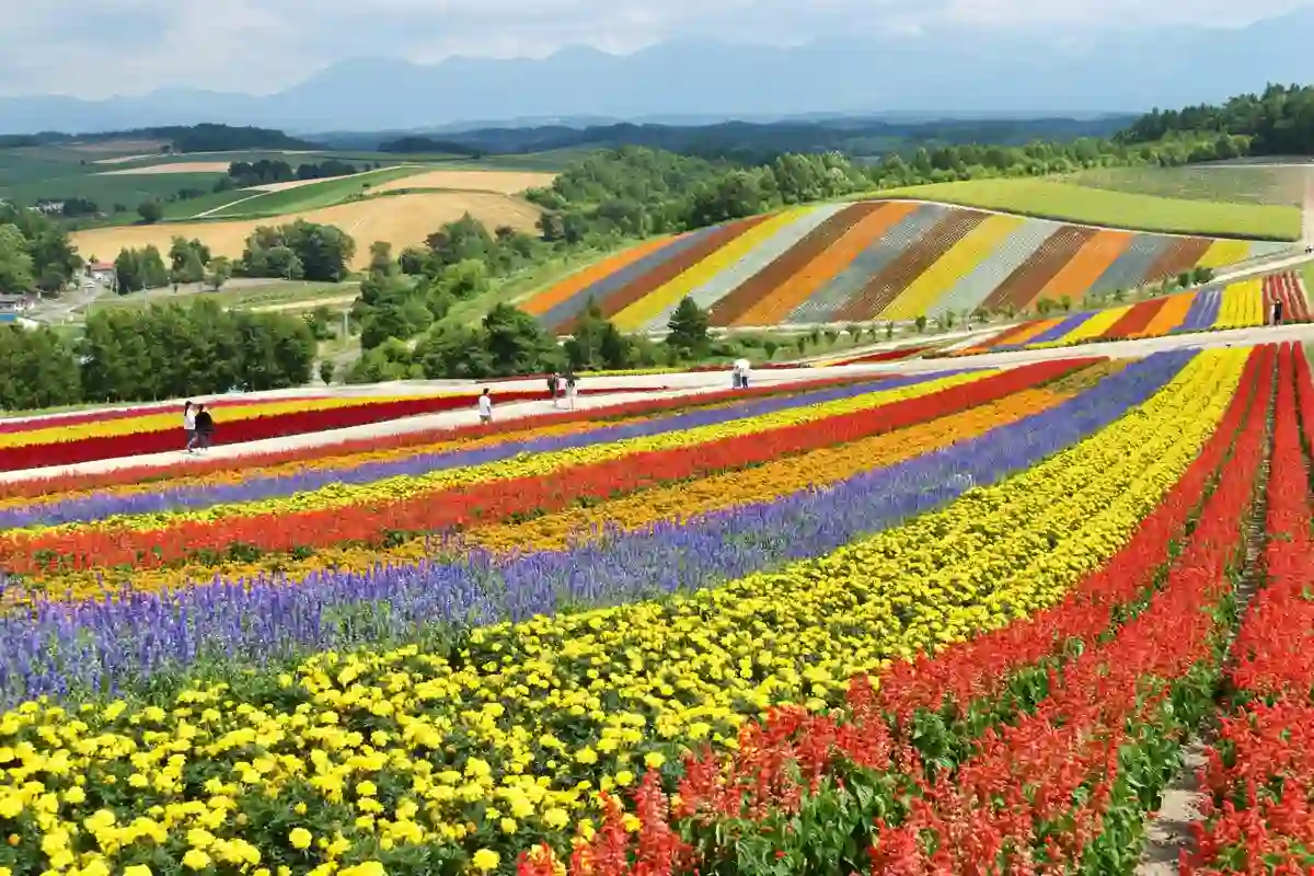 A colorful flower field in Hokkaido's Furano region